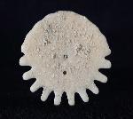 Heliophora orbicularis AGASSIZ 1840 - Bild © FossNet FossilienStore